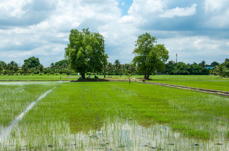 Tamarind trees in paddy field background, Bangkok Thailandの写真素材