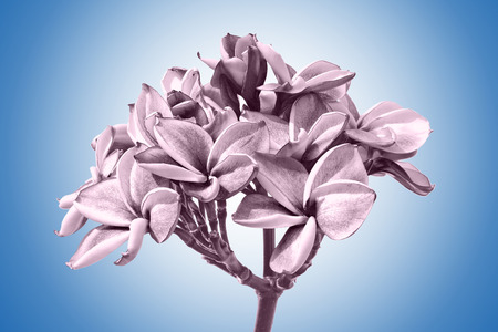 Plumeria flowers or frangipani flowers, Backgroundsの写真素材