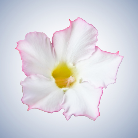 Desert Rose, Impala Lily, Mock Azalea Flowersの写真素材