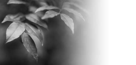 black and white leaves in natural light, Backgroundsの写真素材