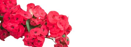 Red Poi Sian flowers in natural lightの写真素材