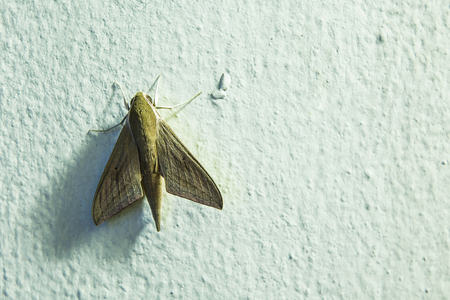 Moth at the concrete wall, Backgroundsの写真素材