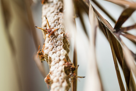 Close up wasps minding their hive extreme, Nature background