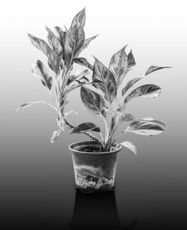 Queen of the Leafy Plants ,Scientific name is Caladium bicolor , Ornamental plants with beautiful leaves isolated on whiteの写真素材