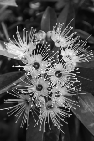 Thai flow Flowers in natural light, Backgroundsの写真素材