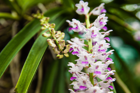 Epidendrum retusum L. or Rhynchostylis retusa (L.) Blume, Beautiful orchidsの写真素材