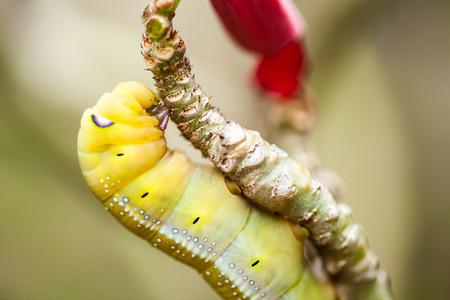 caterpillar,concepts,demolished,,eating,flower,green...