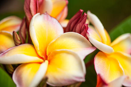Yellow frangipani in natural lightの写真素材