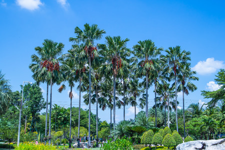 Palm tree and sky backgroundの写真素材