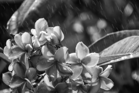 Plumeria flowers in the rain with sunshine, Backgroundsの写真素材