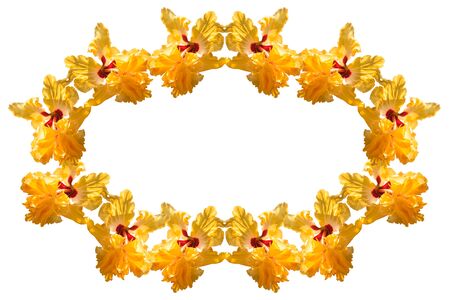 Yellow flowers isolated on white, Backgroundsの写真素材