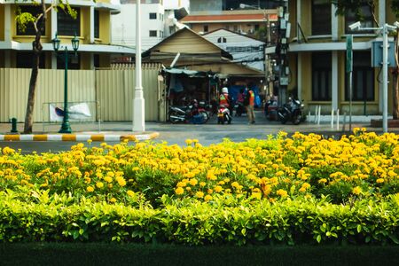 Yellow flowers on the foreground and Motorcycle taxi queue at the entrance of the alley in Bangkok Thailandの写真素材