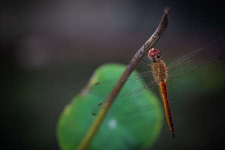 Crocothemis annulata scarlet dragonfly of this common dragonfly in Thailand perched on top of a lotus stalk in natural light, Nature backgroundの写真素材