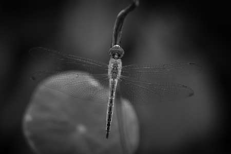 Crocothemis annulata scarlet dragonfly of this common dragonfly in Thailand perched on top of a lotus stalk in natural light, Nature backgroundの写真素材