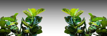 Green leaves on part of the tree isolated on white