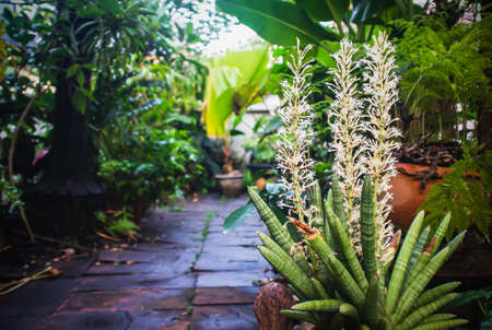 White Sansevieria Boncellensis Flowers in the gardenの写真素材