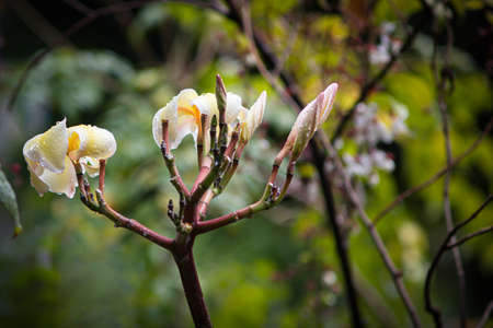 Plumeria, frangipani flowers after the rain in natural light, Nature backgroundの写真素材