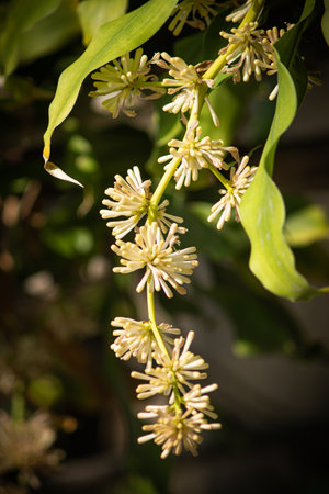 Close-up, Dracaena Fragrans Flowers in natural light, Backgroundの写真素材