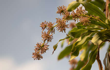 Close-up, Dracaena Fragrans Flowers in natural light, Backgroundの写真素材