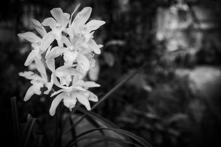 Yellow ground orchid(Cymbidium Golden Vanguard 'Emperor') in natural light, Nature backgroundの写真素材