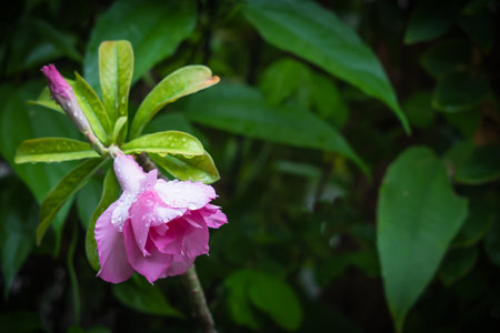 Pink Desert Rose; Impala Lily; Mock Azalea, Adenium Obesum Balf with raindrop in natural light, Nature backgroundの写真素材