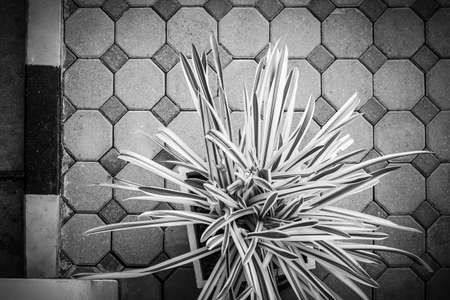 High angle view, Trees in pots on footpath, Pattern backgroundの写真素材