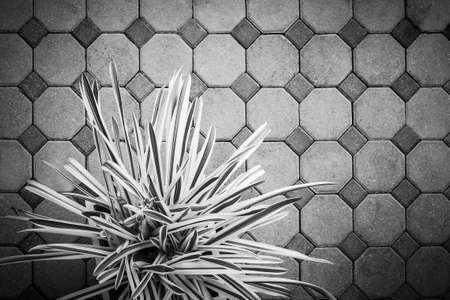High angle view, Trees in pots on footpath, Pattern backgroundの写真素材