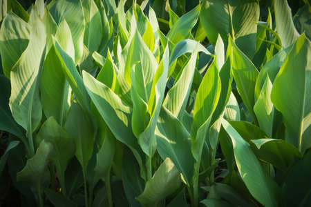 Beautiful bunch of canna leaves in bright sunlight, Nature background