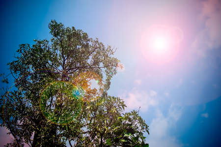 Green trees and blue sky backgroundの写真素材