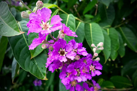Beautiful purple flowers after the rain, nature backgroundの写真素材