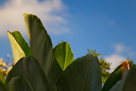 Green leaves of trees in natural light backgroundの写真素材