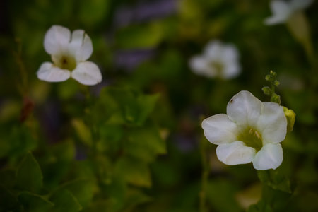 Beautiful white flowers in natural light, Nature background