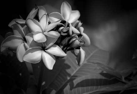 Beautiful Frangipani or Plumeria flowers in natural light, Black and white backgroundの写真素材