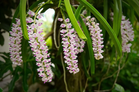 Epidendrum retusum L. or Rhynchostylis retusa (L.) Blume, Beautiful orchids in natural light backgroundの写真素材