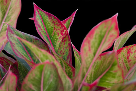 Aglaonema red and green leaves isolated on black background, ornamental plant in the gardenの写真素材