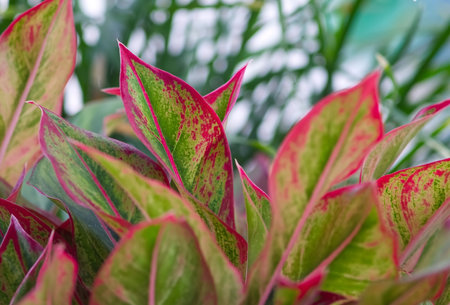 Aglaonema red and green leaves in natural light, ornamental plant in the gardenの写真素材