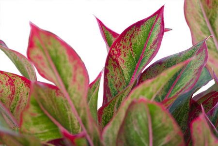 Aglaonema red and green leaves isolated on white background, ornamental plant in the gardenの写真素材