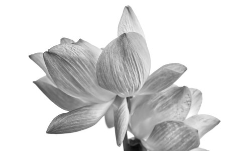 Beautiful lotus isolated on white backgroundの写真素材