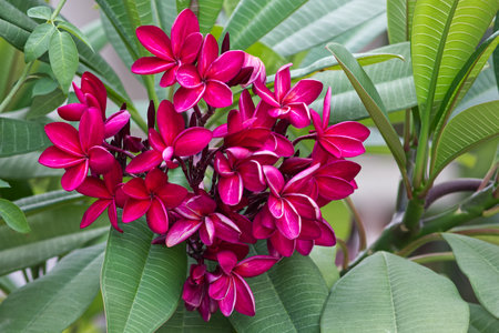 Beautiful red frangipani or plumeria flowers in natural light backgroundの写真素材