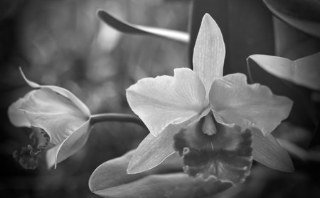 Black and white cattleya orchid flower with wind in natural light, nature backgroundの写真素材