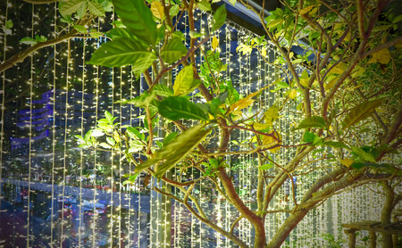 A tree and Decorative string lights with traffic on Sukhumvit road in Bangkok Thailandの写真素材