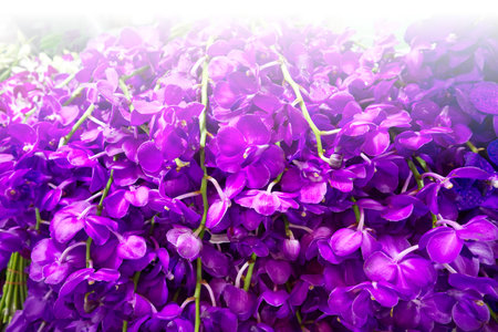 Beautiful purple vanda orchid in light, flowers background