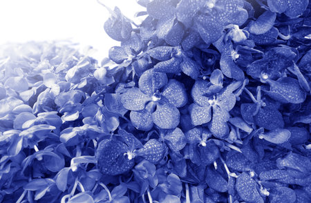 Group of purple vanda flower orchids pattern, Nature backgroundの写真素材