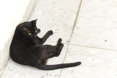 A black cat laying down on a marble terrace floor, animal life backgroundの写真素材