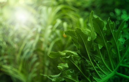 Close up of Philodendron Selloum or Philodendron Bipinnatifidum green leaves with wind in natural light backgroundの写真素材