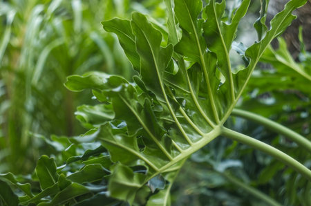 Close up of Philodendron Selloum or Philodendron Bipinnatifidum green leaves with wind in natural...
