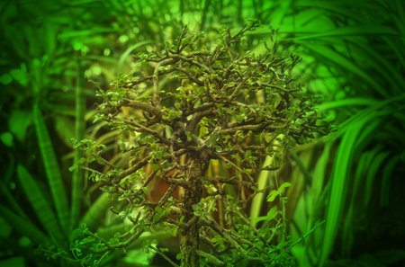 Hokkien tea tree in natural light, houseplant backgroundの写真素材