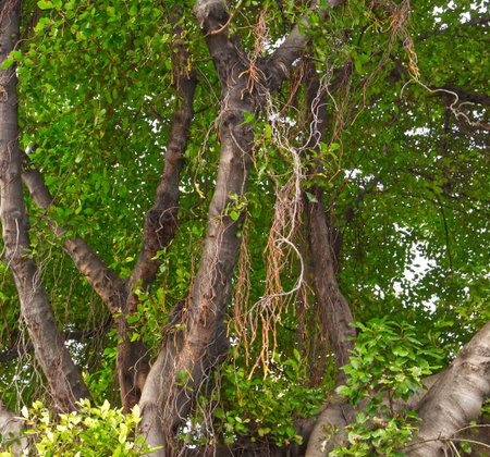Closeup of an old banyan tree in natural light background