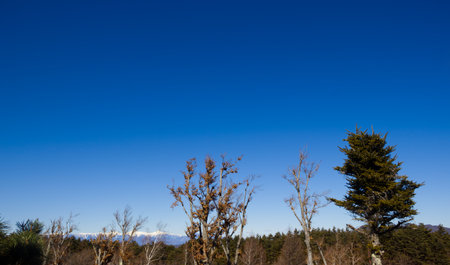 The trees in the foreground with snow covered mountains in the distance, under a clear blue sky in Japanの写真素材