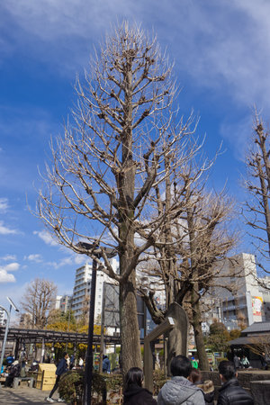 February 22, 2025, Leafless trees in winter with clouds and blue sky at Sensoji Temple or Asakusa Temple in Tokyo, Japanの写真素材